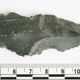 A stone blade containing traces of rhino residue. (Image: April Nowell)